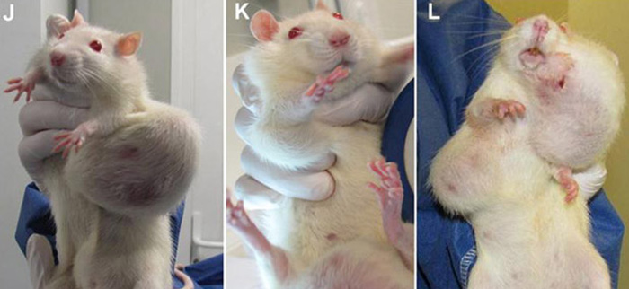 Rats nourris aux OGM