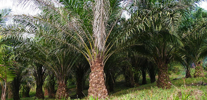 Plantation de palmiers au Cameroun cc-Marco Schmidt