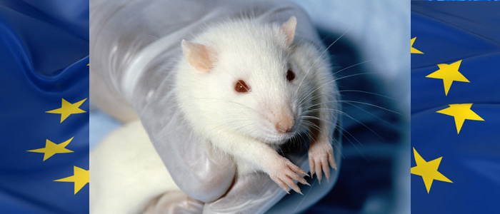 Rat de laboratoire cc-Janet-Stephens